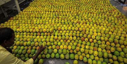 Mango Export